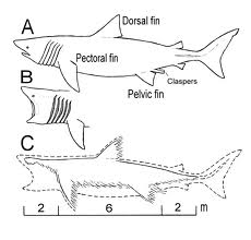 zebra shark diagram